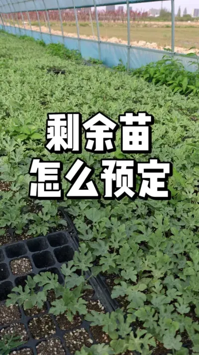 瓜果茄科类的苗怎么预定，还有少量剩余 