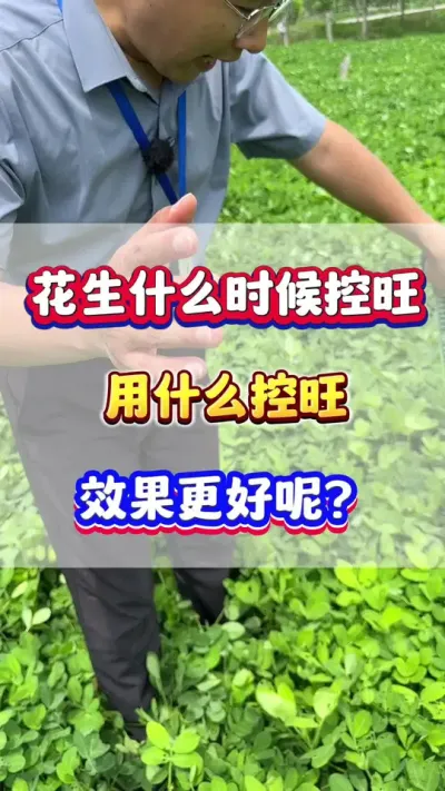 花生什么时候控旺？用什么控效果更好？#花生种植  #花生高产  #花生种植管理技术  #花生控旺 #农业种植