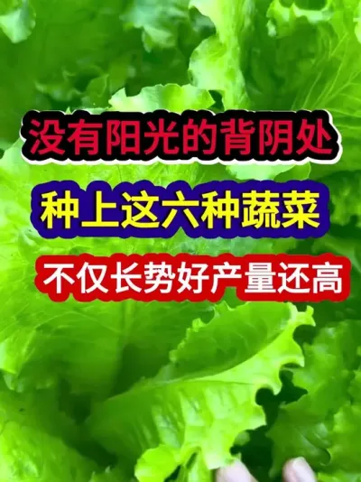 没有阳光的背阴处种上这六种蔬菜不仅长势好产量还高 #蔬菜种植 #蔬菜种植技术 #农业种植 #三农 #种植小技巧