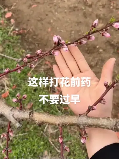 #传播农业小知识 #分享农业知识帮农民增产增收 #农业植保知识分享 #果树管理技术