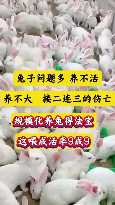兔子成活率低，问题多，养不活，养不大，这样喂，稳稳拿捏，成活率高达9成9#养兔人 #兔子 #养兔 #肉兔养殖 #养兔技术
