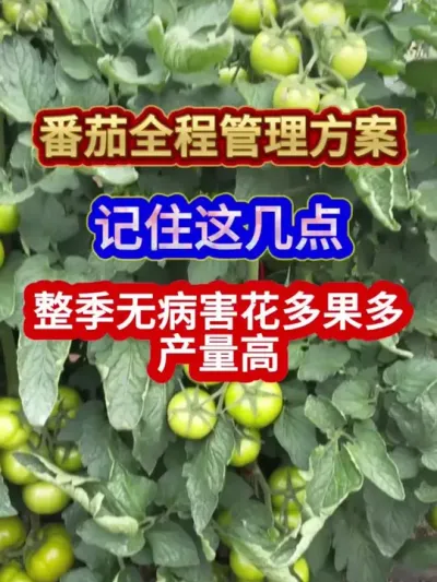 番茄全程管理方案记住这几点番茄整季没有病害产量还高 #番茄种植 #西红柿种植 #番茄种植技术 #农业种植 #种植小技巧