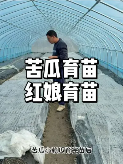 苦瓜小懒瓜红娘怎么育苗，什么时候育苗 #种植 #农业种植 #三农 #种菜