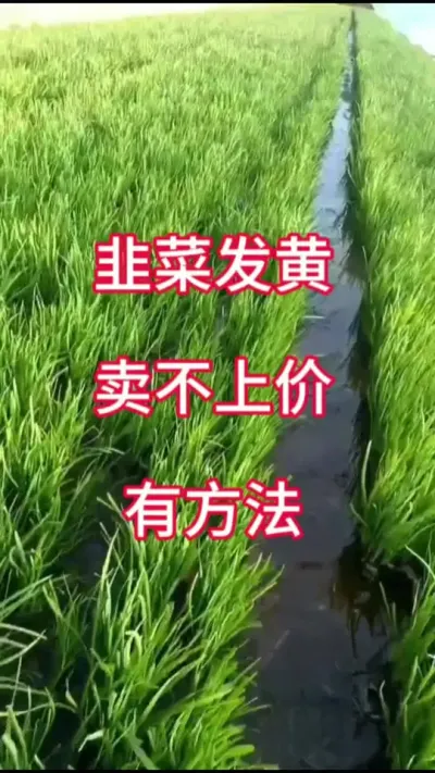 韭菜发黄卖不上价，有方法。#韭菜种植 #韭菜管理 #韭菜发黄 #韭菜高产 #种韭菜