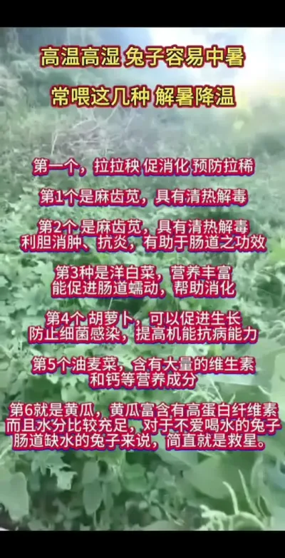 天热兔子问题多，不吃，常喂这几种草！兔子健康又好养！#兔子 #养兔人 #肉兔养殖 #养兔