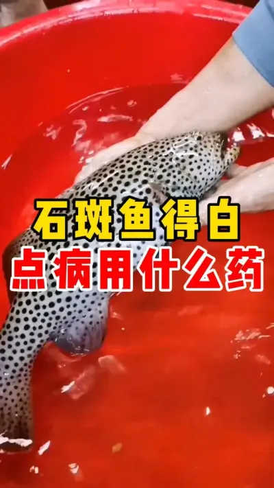 石斑鱼得白点病用什么药##石斑鱼 #东星斑 #水产养殖 #养鱼  #这下大家总该记住石斑鱼了吧  @抖加🔥上热门🔥dou+🔥热点宝  @抖加🔥上热门🔥dou+🔥热点宝 