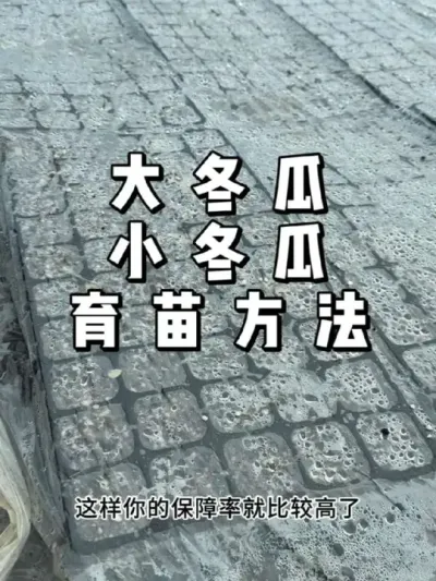 大冬瓜小冬瓜育苗时候做好这几步，出芽率更好 #种菜 #种植 #农业种植 #三农
