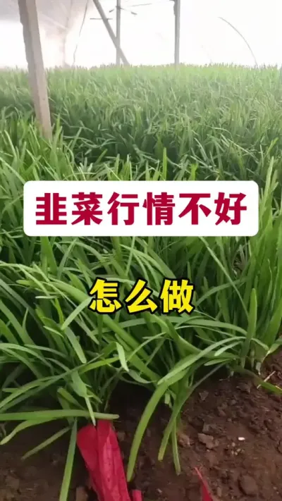 韭菜行情不好，怎么做？#韭菜种植 #韭菜行情 #韭菜价格 #韭菜管理 #韭菜高产
