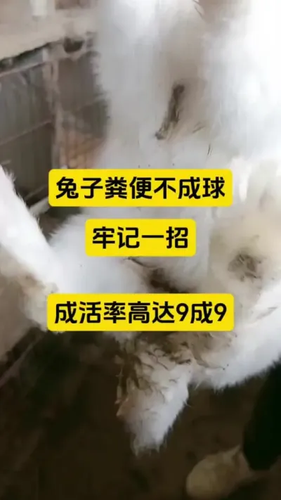 兔子拉稀，粪便不成型，牢记一招，这样喂水一招轻松解决#养兔人 #兔子养殖 #养兔人 #兔子