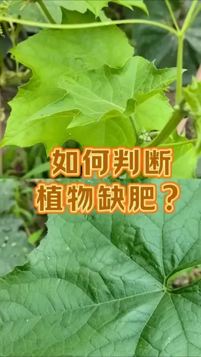 如何判断植物缺肥 丝瓜接茬在豌豆后面，长到70CM高的时候出现黄叶，这时候给它补下肥#我的小菜园 #种植小技巧 #阳台种菜 #有机种植 #我爱种菜