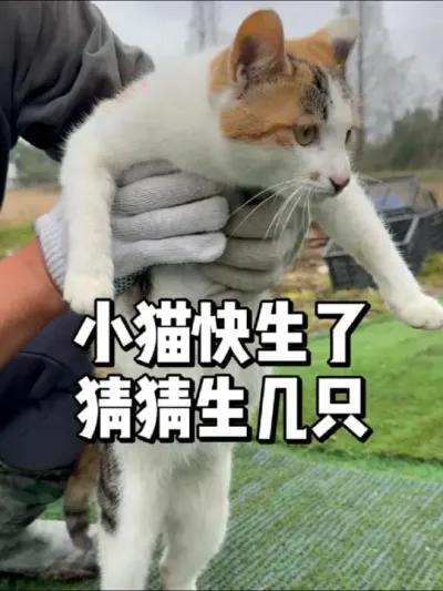 小猫养了一年要生宝宝了，猜猜可以生几只 #猫猫纪实