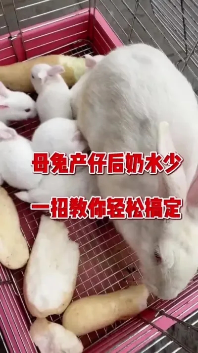 母兔产仔后奶水少，一招教你轻松搞定#兔子 #养兔人 #肉兔养殖 #养兔子注意事项 #幼兔