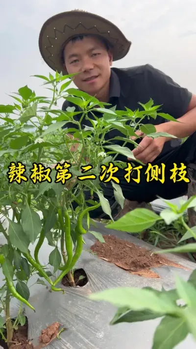 给辣椒打第二次侧枝了#返乡创业新农人 #记录我的种植生活 #辣椒的管理方法和技巧
