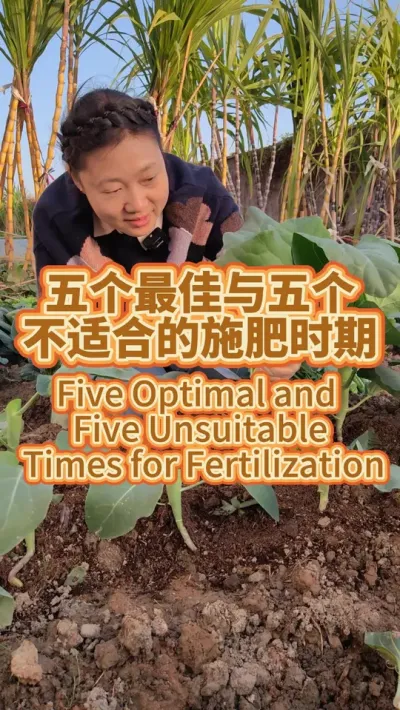 五个最佳与五个不适合施肥的时期 冬天菜不长，大部分原因是气温的问题。蔬菜这五个时期不适合施肥，蔬菜这五个时期最适合施肥 。#种植小技巧 #正确施肥方法 #阳台种菜 #学种菜 #施肥