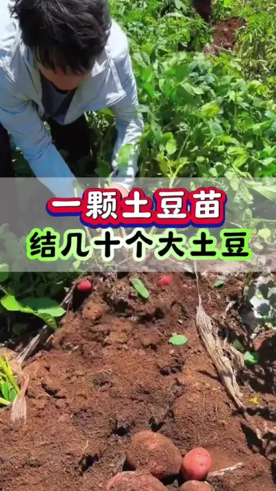 一颗土豆苗结几十个大土豆#土豆种植 #马铃薯种植#洋芋种植 #土豆高产种植 #三农种植
