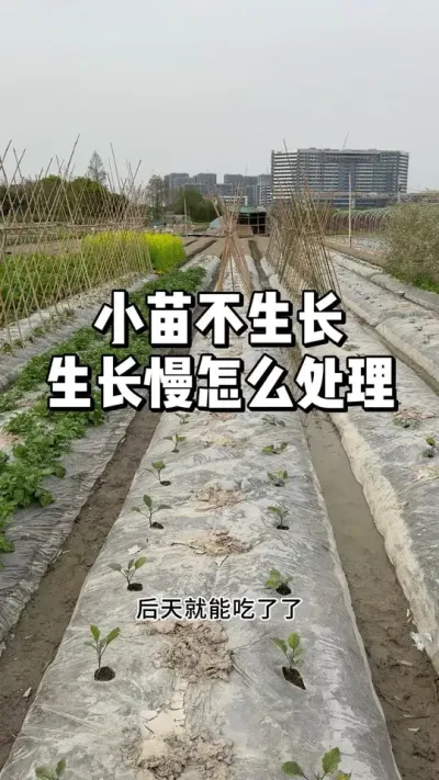 小苗移栽后不生长，生长慢怎么去解决 