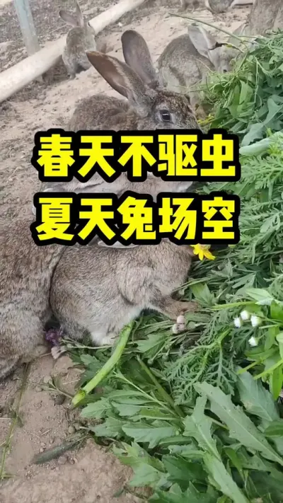 春天不驱虫，夏天兔场空 #兔子#养兔#养殖#三农#养兔人