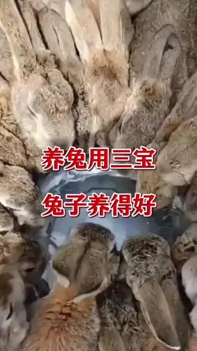 养兔用三宝，兔子养得好#兔子 #养兔人 #肉兔养殖 #养兔技术 #小兔兔🐰