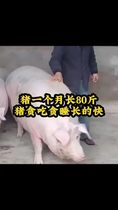 猪一个月80斤贪吃贪睡长的快 #猪喂什么饲料长的最快 #所有养猪人 #养殖场专用 #育肥猪 #催肥饲料添加剂