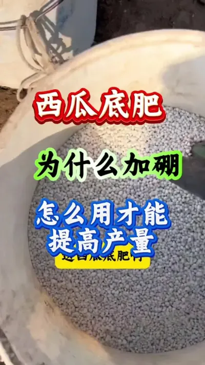 西瓜种植 西瓜底肥为什么加硼#西瓜种植 #西瓜管理 #增产增收 #西瓜高产
