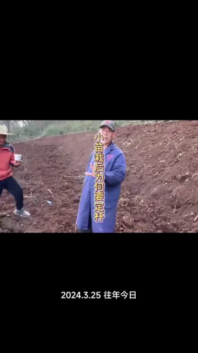 小苗移栽之后定杆如何进行，今天讲清楚！种果树的要注意！#果树定杆 #果树移栽 #果树种植 #果树管理