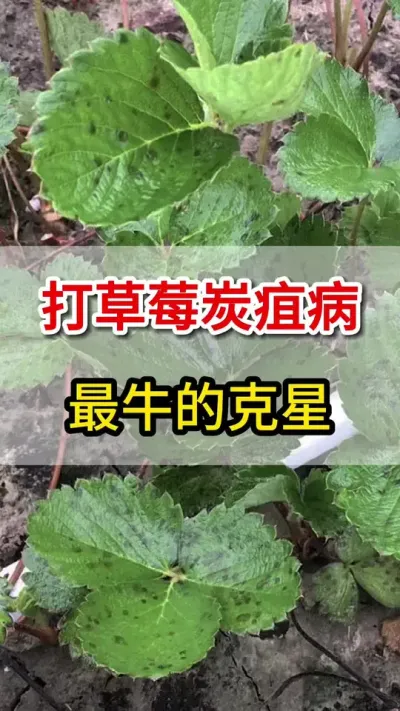 草莓炭疽病，教你一个方法搞定它#三农 #农业种植 #抖音新农人