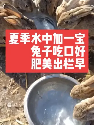夏季水中加一宝，兔子吃口好，长的肥美出栏早 #兔子#三农#养殖#养兔#养兔子