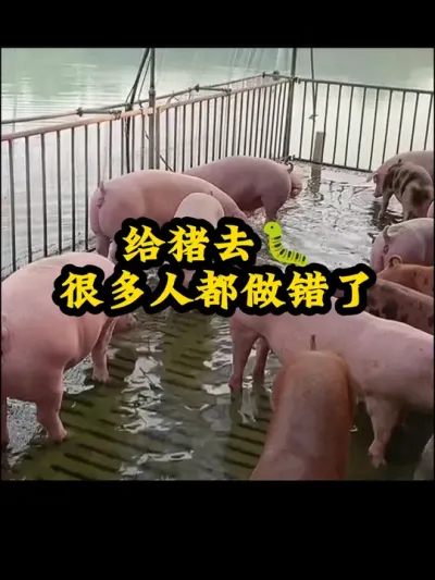 #猪喂什么饲料长得最快 #养猪知识 #养猪经验 #养猪小妙招 #养猪技术
