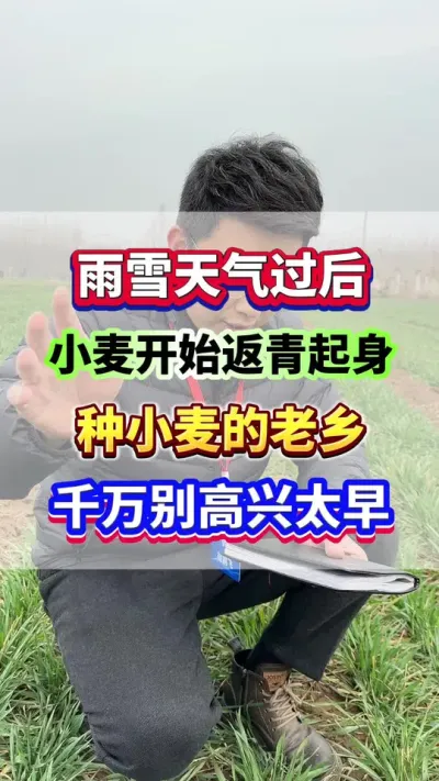 雨雪天气过后，小麦开始返青起身期，种小麦的老乡千万别高兴太早了！#小麦种植  #小麦高产  #小麦种植管理技术  #小麦第一遍药