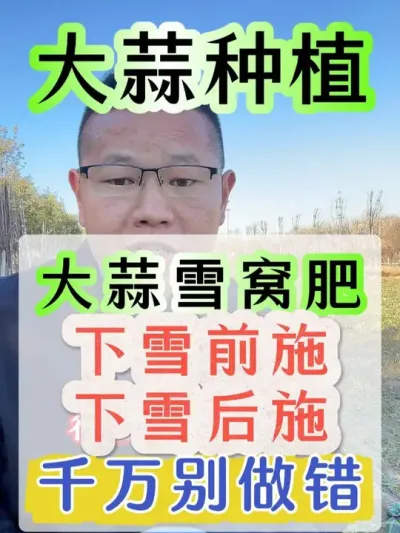 大蒜雪窝肥下雪前后怎么施千万别做错 #大蒜 #大蒜种植 #大蒜追肥 #大蒜雪窝肥 #大蒜高产