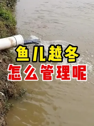 过冬鱼儿该怎么越冬，冬天鱼儿怎么办 #水产养殖 #四大家鱼养殖 #养鱼 #养殖 #农村