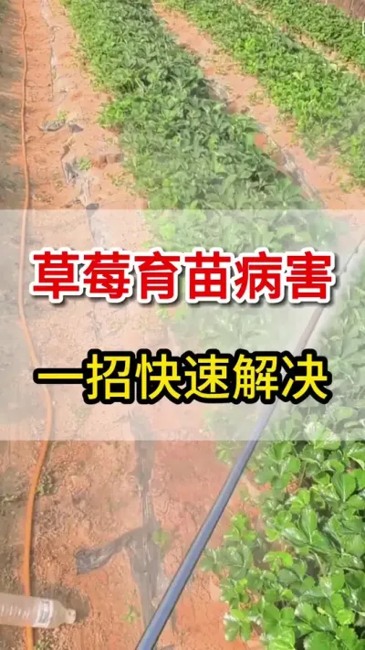 草莓育苗各种病，这一瓶全搞定#种植技术 #草莓育苗