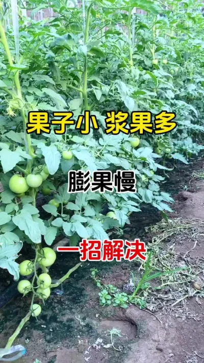 如果您的作物果小膨果慢，不用愁一招教你解决#膨大果实 #果实膨大秘方 #抖音助农 #番茄种植