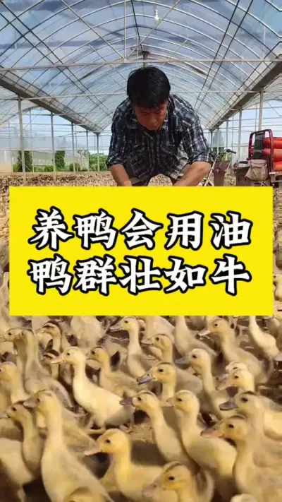 养鸭会用油，鸭群壮如牛#养鸭人 #肉鸭养殖 #禽病防治 #每天分享养殖技术和经验 #番鸭