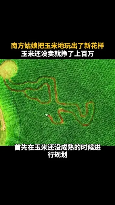 南方姑娘把玉米地玩出了新花样，玉米还没卖就挣了上百万 #农场 #乡村振兴 #乡村产业 #三农 #新农人