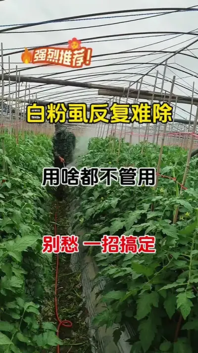 白粉虱，蚜虫，月月打月月有，别愁，教你一招搞#白粉虱 #白粉虱的防治方法 #番茄种植#蚜绝虱灭