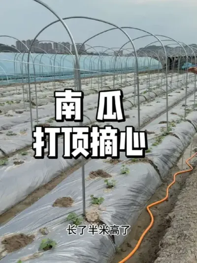 南瓜在什么时候要打顶摘心 