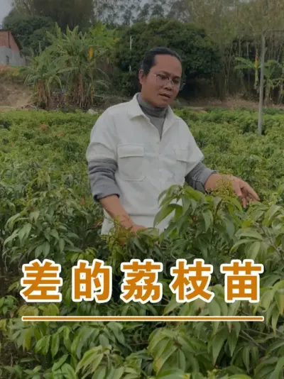 大家一起卷就是这样子了#广西灵山荔枝果苗#农业创业#抖音新农人计划2025#吕老师种果苗