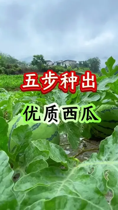 西瓜种植 五步种出优质西瓜 #西瓜种植 #西瓜管理