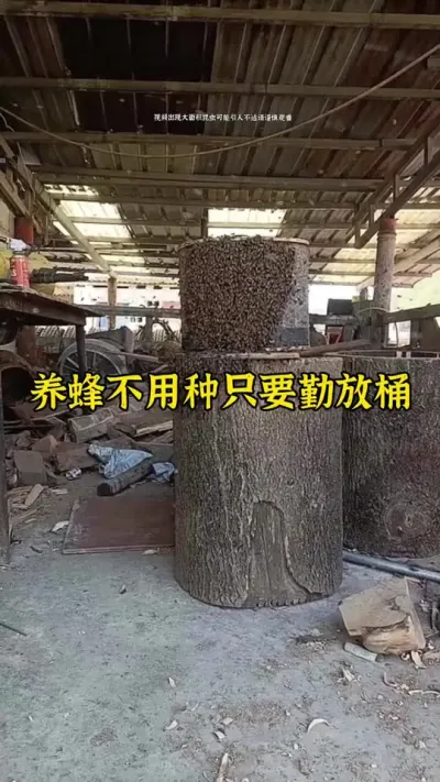 养蜂不用种只要勤放桶#养蜂 #诱蜂 #养蜂技术 @抖音小助手