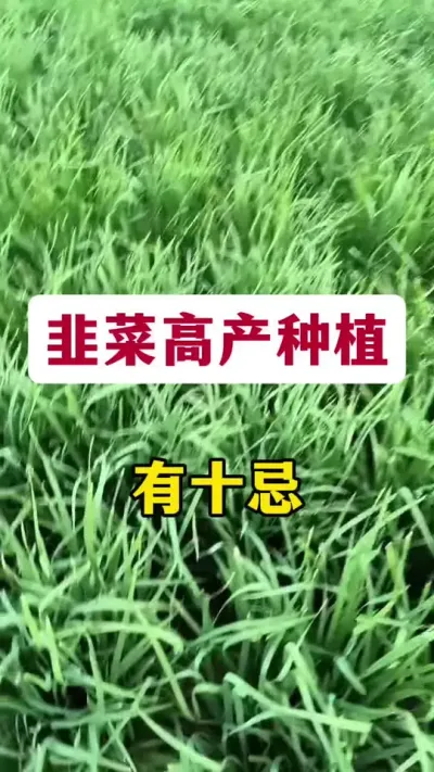 韭菜高产种植，有十忌。#农业种植 #韭菜管理 #韭菜高产 #韭菜种植 #韭菜种植方法