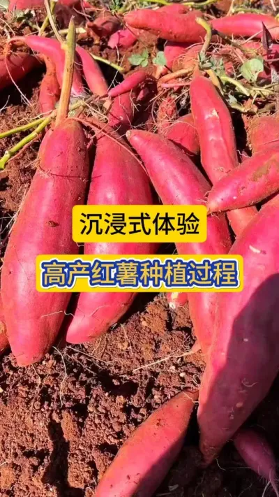 沉浸式体验，红薯种植流程。一分钟让快速您学会！#红薯种植 #沉浸式体验种红薯 #服务三农支持三农 #农业种植 #抖音助农