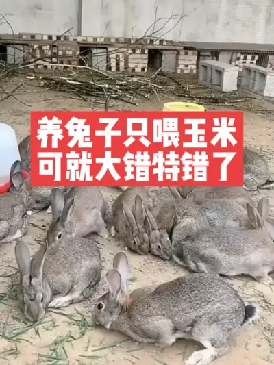 养兔子只喂玉米，可就大错特错了 #三农#养殖#兔子#喂兔子#养兔人