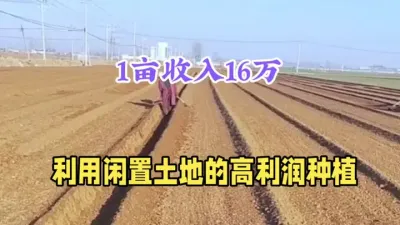 农村两个&ldquo;暴利&rdquo;种植，1亩年收入16万，利用闲置土地就可以种 #农村种植什么利润大 #种植哪些农作物能有较高的收益 #科学选种助农增收 #帮助农友们增资增产 #产量特别高