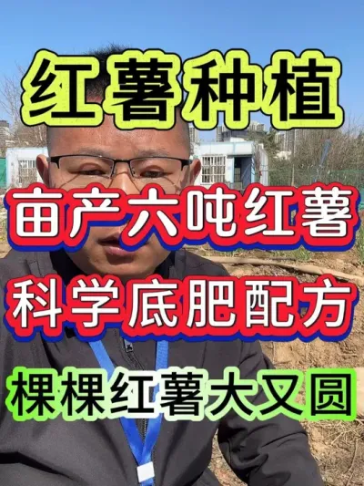 红薯亩产六吨科学底肥防害改土配方 红薯亩产六吨科学底肥防害改土配方#红薯 #红薯种植 #红薯高产种植 #红薯种植技术 #种红薯