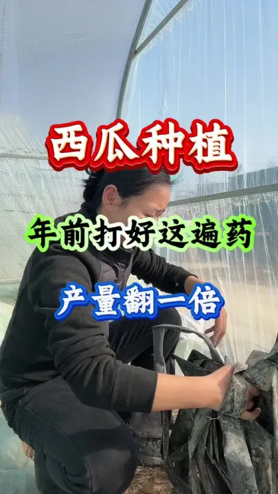 西瓜种植 西瓜年前打好这遍药产量翻一倍#西瓜种植#西瓜管理#西瓜病害