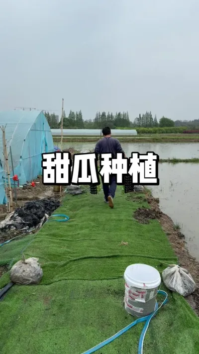 甜瓜香瓜露天爬地怎么种植 
