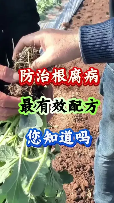 西瓜种植 防治根腐病最有效的配方你知道吗#西瓜种植 #西瓜管理 #根腐病防治