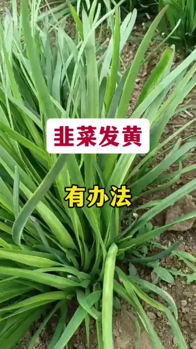 韭菜发黄，有办法。#韭菜种植 #韭菜发黄 #韭菜发黄小妙招 #韭菜管理技术 #韭菜施什么肥根粗