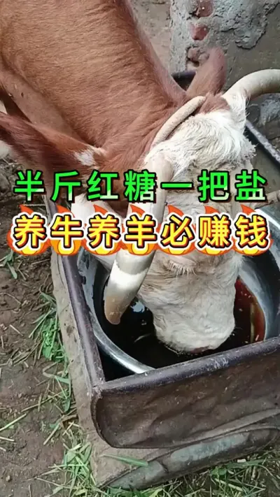半斤红糖一把盐养牛养羊必赚钱#养牛人#三农#养牛#养殖